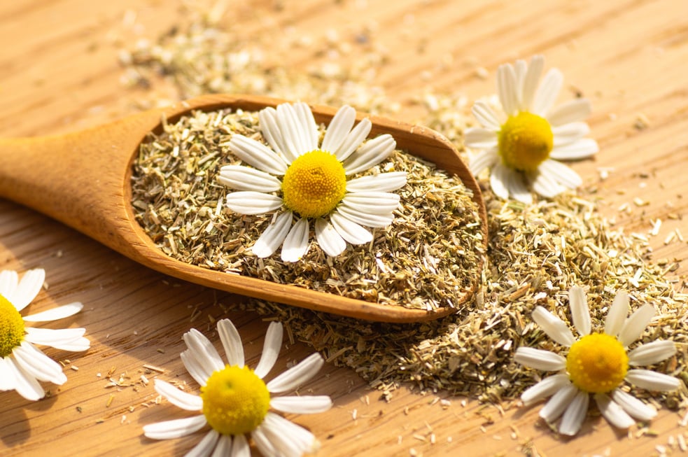 Chamomile flowers and chamomile tea. Herbal chamomile tea. Close-up.