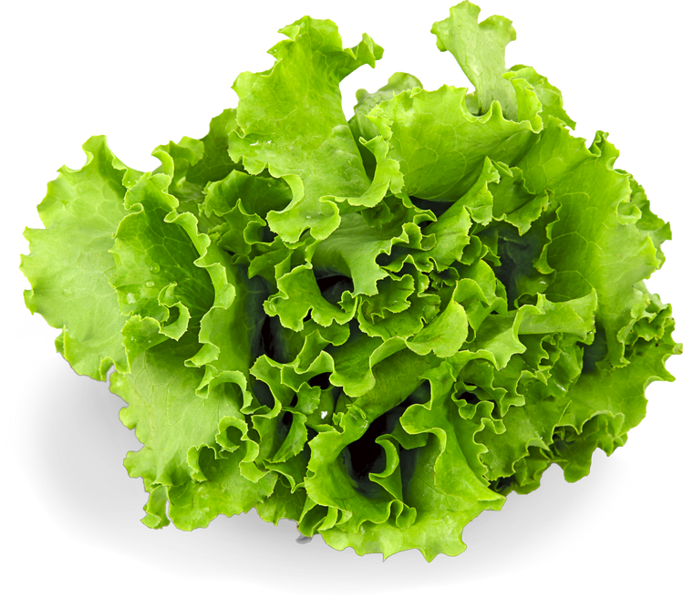 Butter Lettuce 2